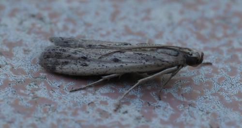Réf. 266 259 : Phycitodes sp.